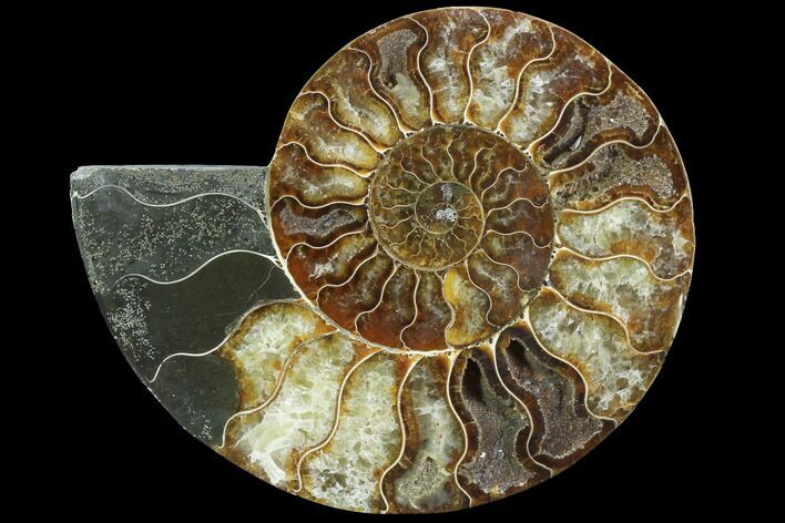 Agatized Ammonite Fossil (Half) - Agatized #91175
